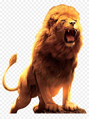 Majestic Male Lion Roaring on Rock with Golden Backlight HD phone wallpaper