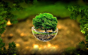 Suspended Tree in a Shattered Glass Sphere Against a Blurred Forest Background HD wallpaper