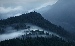 Misty Alpine Mountain Landscape with Dense Evergreen Forest and Low-Hanging Clouds HD wallpaper
