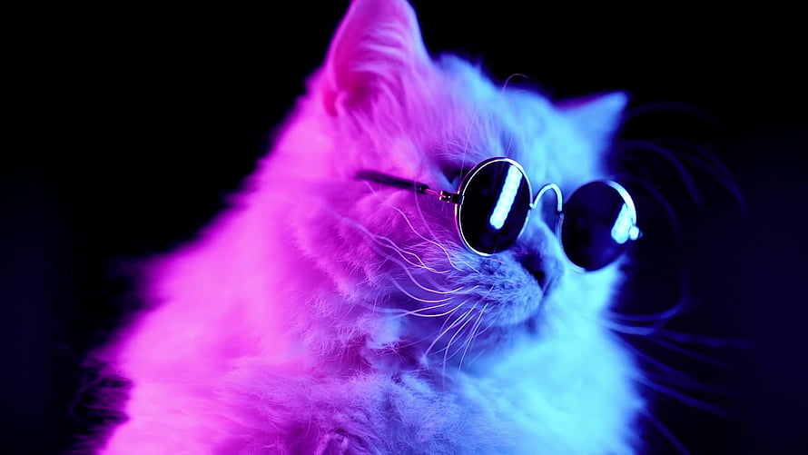 Cool White Cat Wearing Sunglasses Under Neon Pink and Blue Lighting HD wallpaper