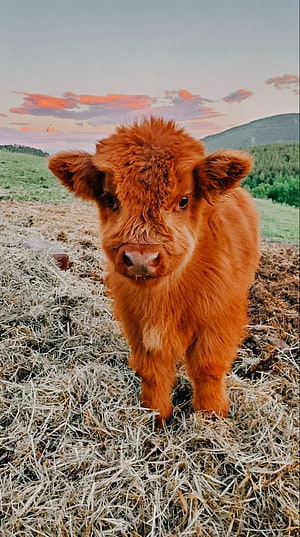 Fluffy Red Calf Standing on Hay in a Pasture at Sunset HD phone wallpaper