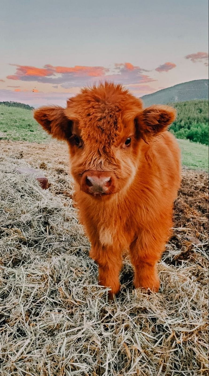 Fluffy Red Calf Standing on Hay in a Pasture at Sunset HD phone wallpaper