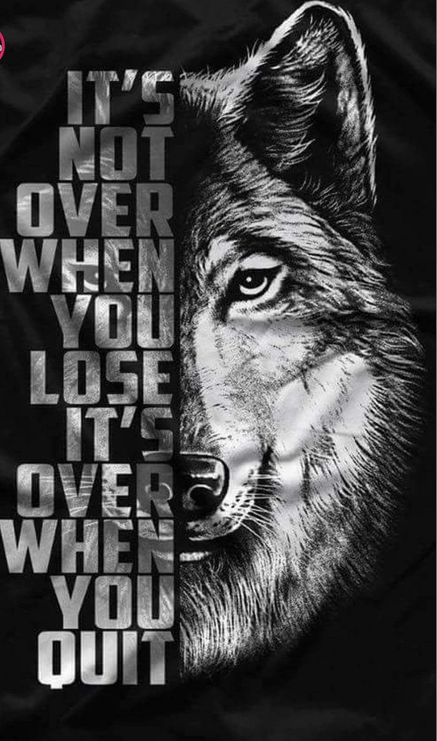 Black and White Wolf Portrait with Motivational Quote It's Not Over When You Lose HD phone wallpaper