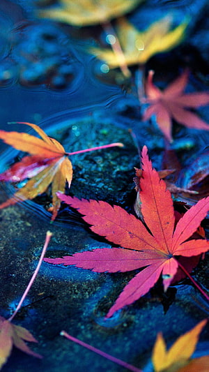 Vibrant red and orange maple leaves floating on a dark blue water surface in autumn HD phone wallpaper