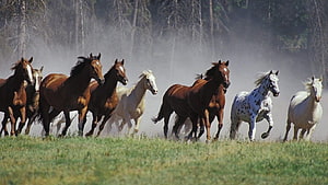 Wild Horse Herd Galloping Through Misty Forest Meadow HD wallpaper