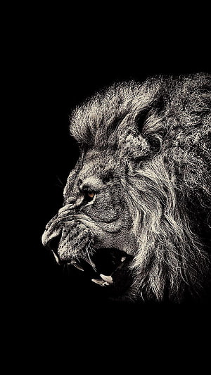Majestic Male Lion Profile with Open Mouth on Black Background HD phone wallpaper