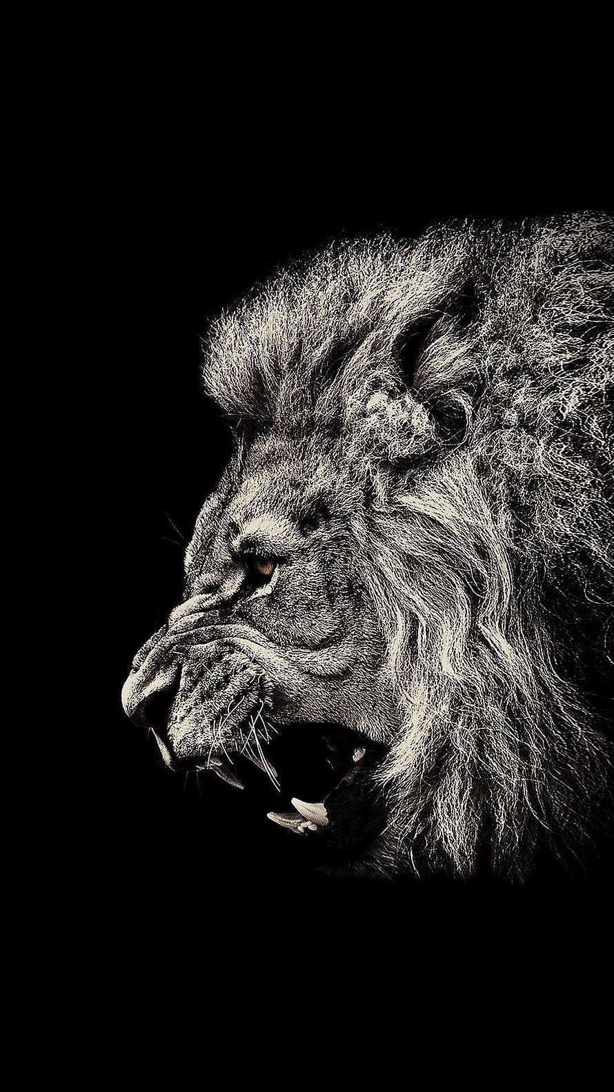 Majestic Male Lion Profile with Open Mouth on Black Background HD phone wallpaper