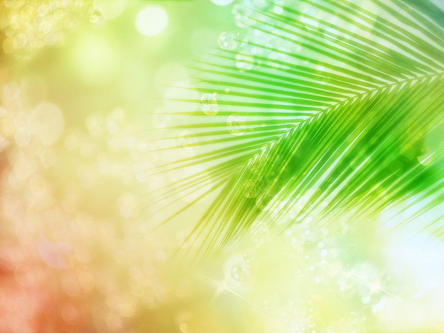 Vibrant Green Palm Frond with Dew Drops on a Bright Bokeh Background HD wallpaper