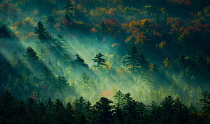 Sunbeams Piercing Through Misty Autumn Forest Canopy HD wallpaper