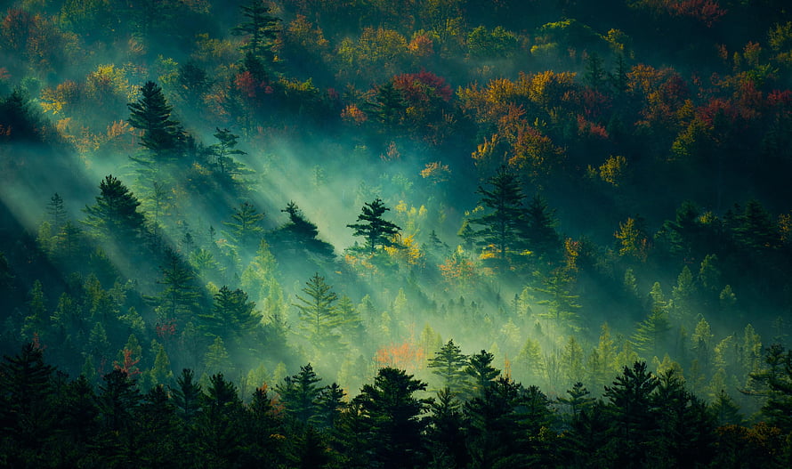 Sunbeams Piercing Through Misty Autumn Forest Canopy HD wallpaper