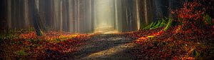 Mystical Autumn Forest Path With Sunbeams And Fallen Leaves HD wallpaper