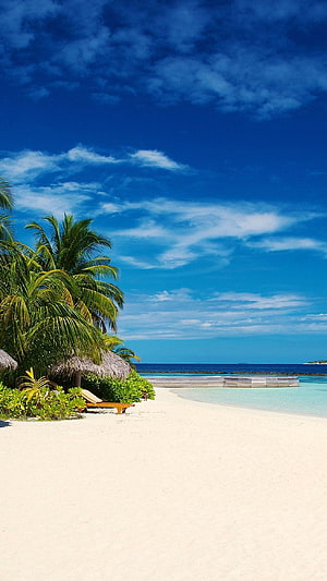 Tropical Paradise Beach with Palm Trees and Turquoise Ocean HD phone wallpaper