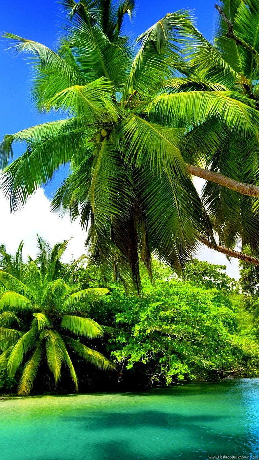 Tropical Paradise With Tall Palm Trees And Turquoise Water HD phone wallpaper