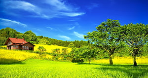 Red-roofed country house nestled in a vibrant green meadow under a bright blue summer sky HD wallpaper
