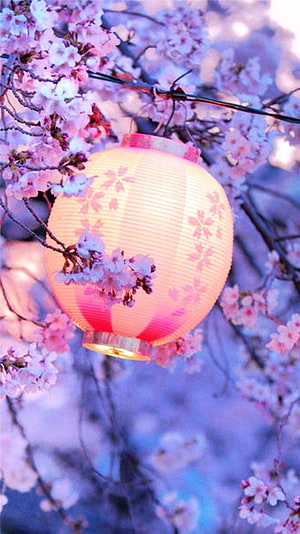 Glowing Paper Lantern Hanging Among Pink Cherry Blossom Branches at Dusk HD phone wallpaper