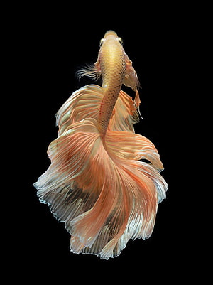 Golden Betta Fish with Flowing Peach Fins Against a Black Background HD phone wallpaper