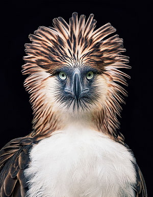 Close-up portrait of a Philippine eagle with dramatic spiky crest and piercing green eyes against a black background HD phone wallpaper