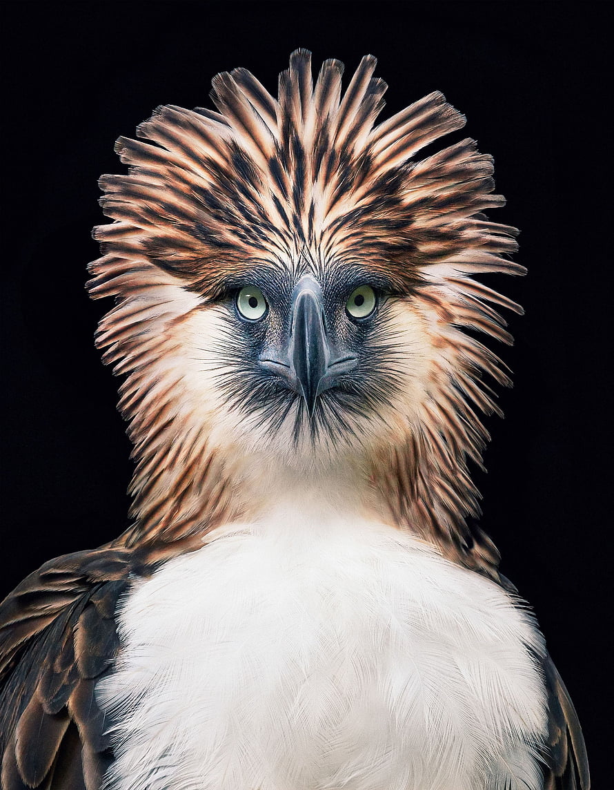 Close-up portrait of a Philippine eagle with dramatic spiky crest and piercing green eyes against a black background HD phone wallpaper