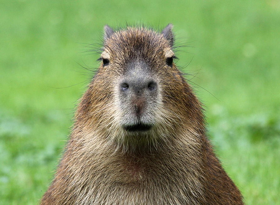 Close-up portrait of a capybara with brown fur and a green grassy background HD wallpaper