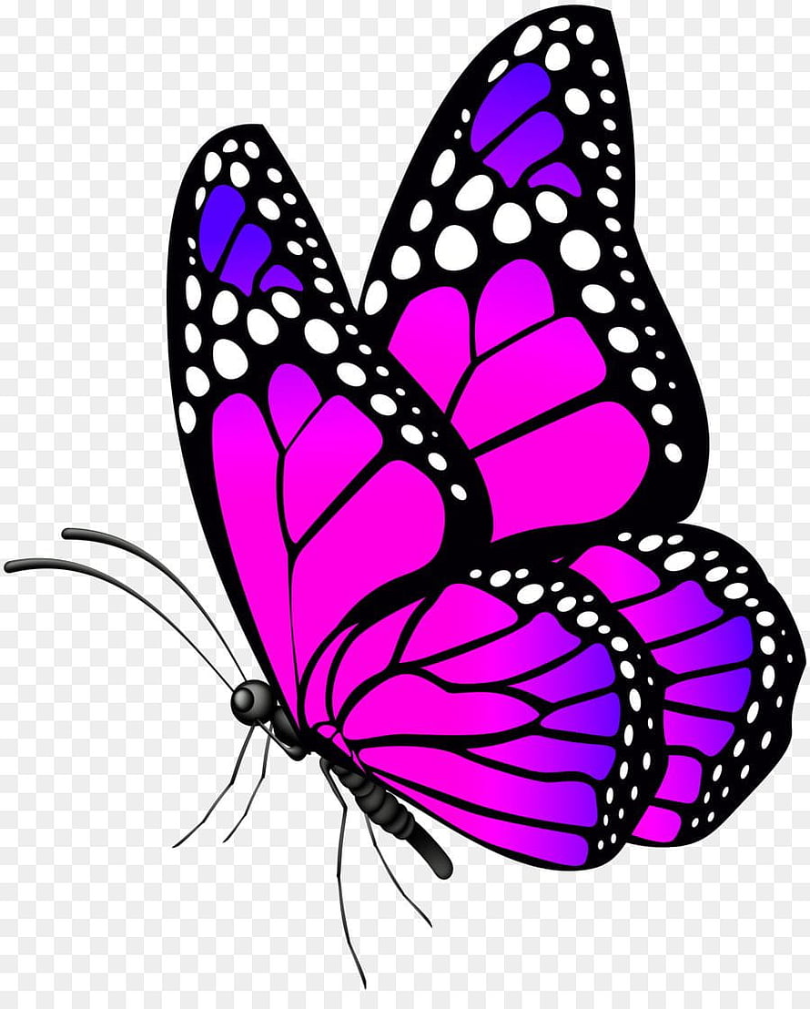 Vibrant Purple and Pink Butterfly Illustration with Black Wings and White Spots HD phone wallpaper