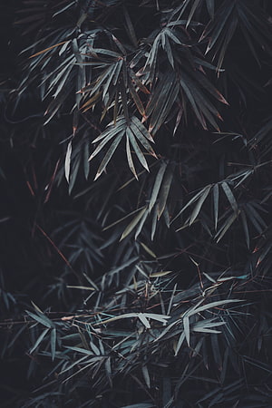Dark moody bamboo leaves with muted green and blue tones in low light HD phone wallpaper