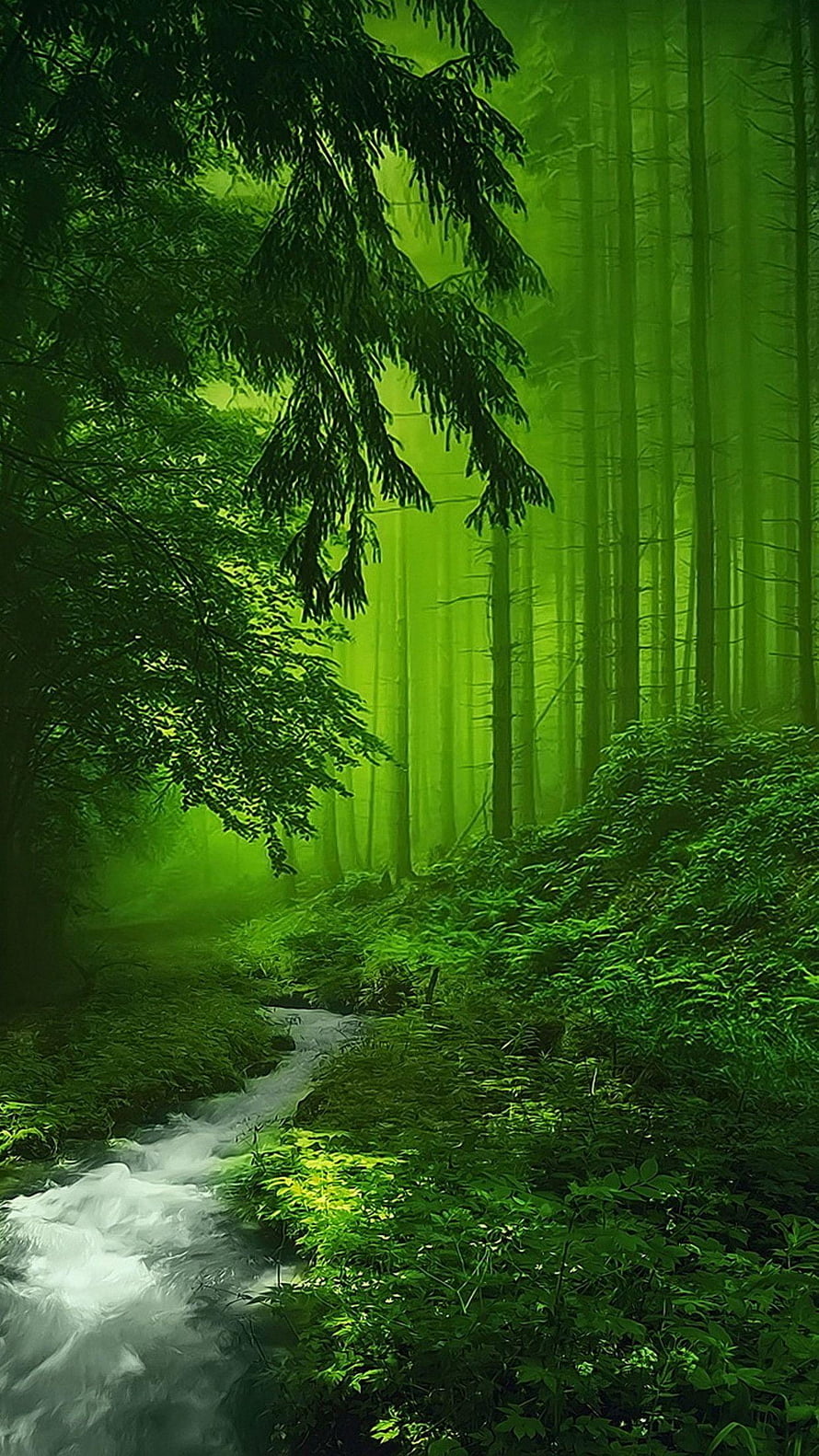 Misty Green Forest With Flowing Stream And Tall Coniferous Trees HD phone wallpaper
