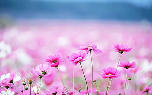 Pink Cosmos Flower Field With Soft Focus Background HD wallpaper