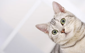 Silver Tabby Cat With Green Eyes Looking Up Against A Soft White Background HD wallpaper