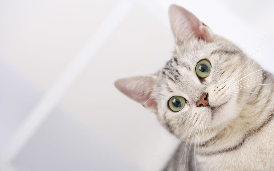 Silver Tabby Cat With Green Eyes Looking Up Against A Soft White Background HD wallpaper