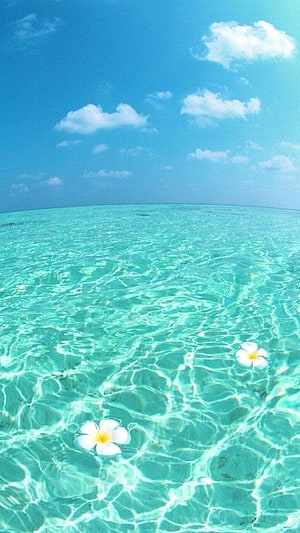 Tropical Turquoise Lagoon with Floating Plumeria Flowers Under a Bright Blue Sky HD phone wallpaper