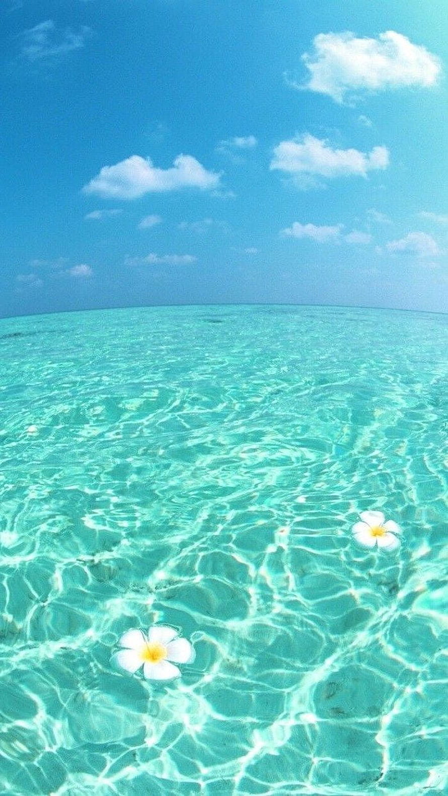 Tropical Turquoise Lagoon with Floating Plumeria Flowers Under a Bright Blue Sky HD phone wallpaper