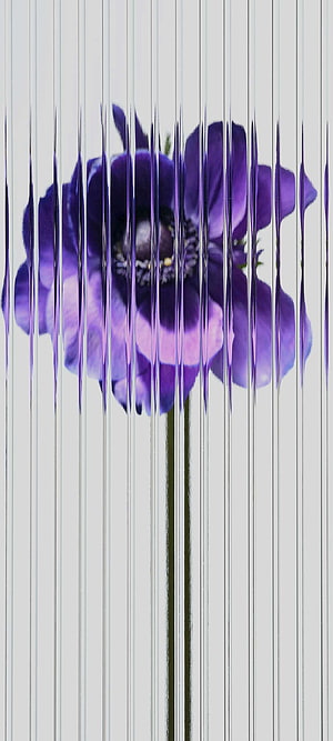 Abstract Purple Flower With Vertical Glitch Distortion Effect On White Background HD phone wallpaper