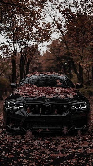 Black BMW M4 Covered in Red Autumn Leaves on a Forest Road HD phone wallpaper