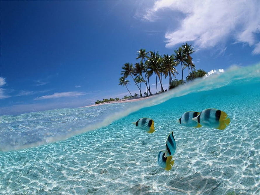 Tropical Paradise: Underwater View of Palm Trees and Colorful Fish HD wallpaper