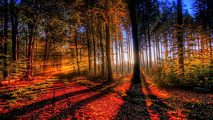 Sunlit Autumn Forest Path with Golden Rays and Vibrant Foliage HD wallpaper