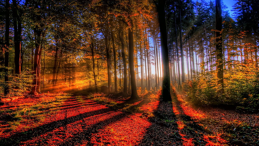 Sunlit Autumn Forest Path with Golden Rays and Vibrant Foliage HD wallpaper