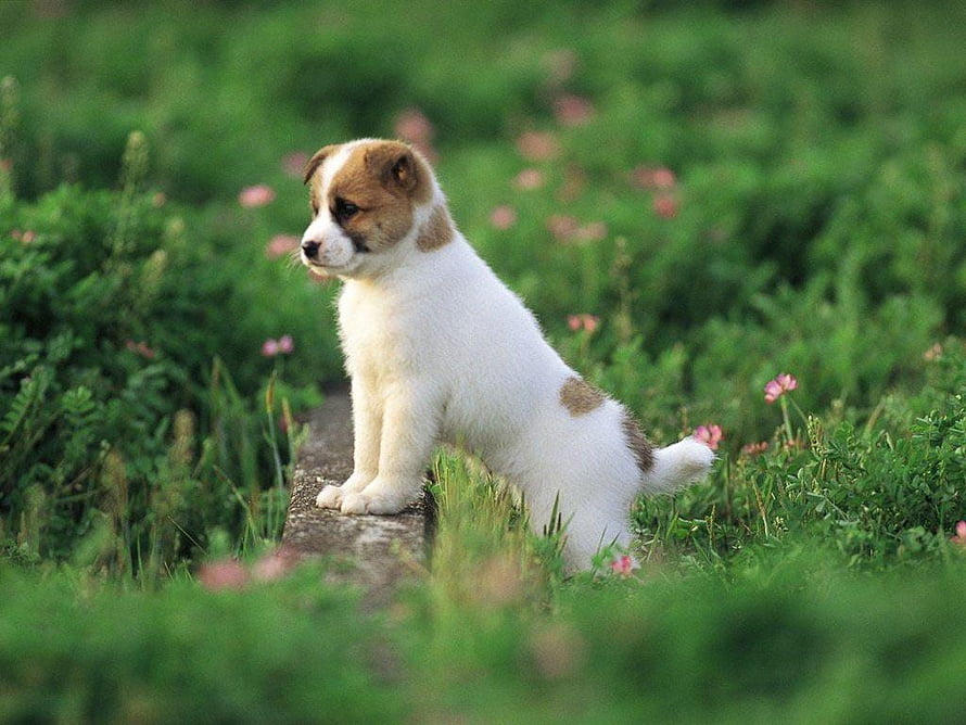 Cute white and brown puppy sitting on a stone path in a green meadow with pink flowers HD wallpaper
