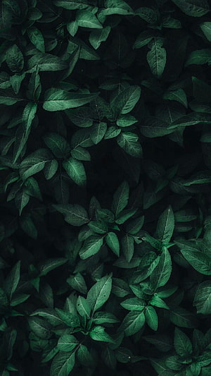 Dark Green Leafy Foliage Texture with Deep Shadowed Background HD phone wallpaper