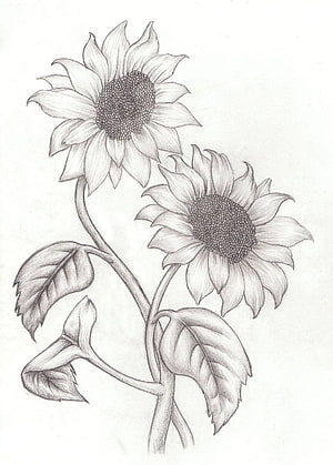 Realistic Pencil Sketch of Two Sunflowers with Detailed Leaves and Stems HD phone wallpaper