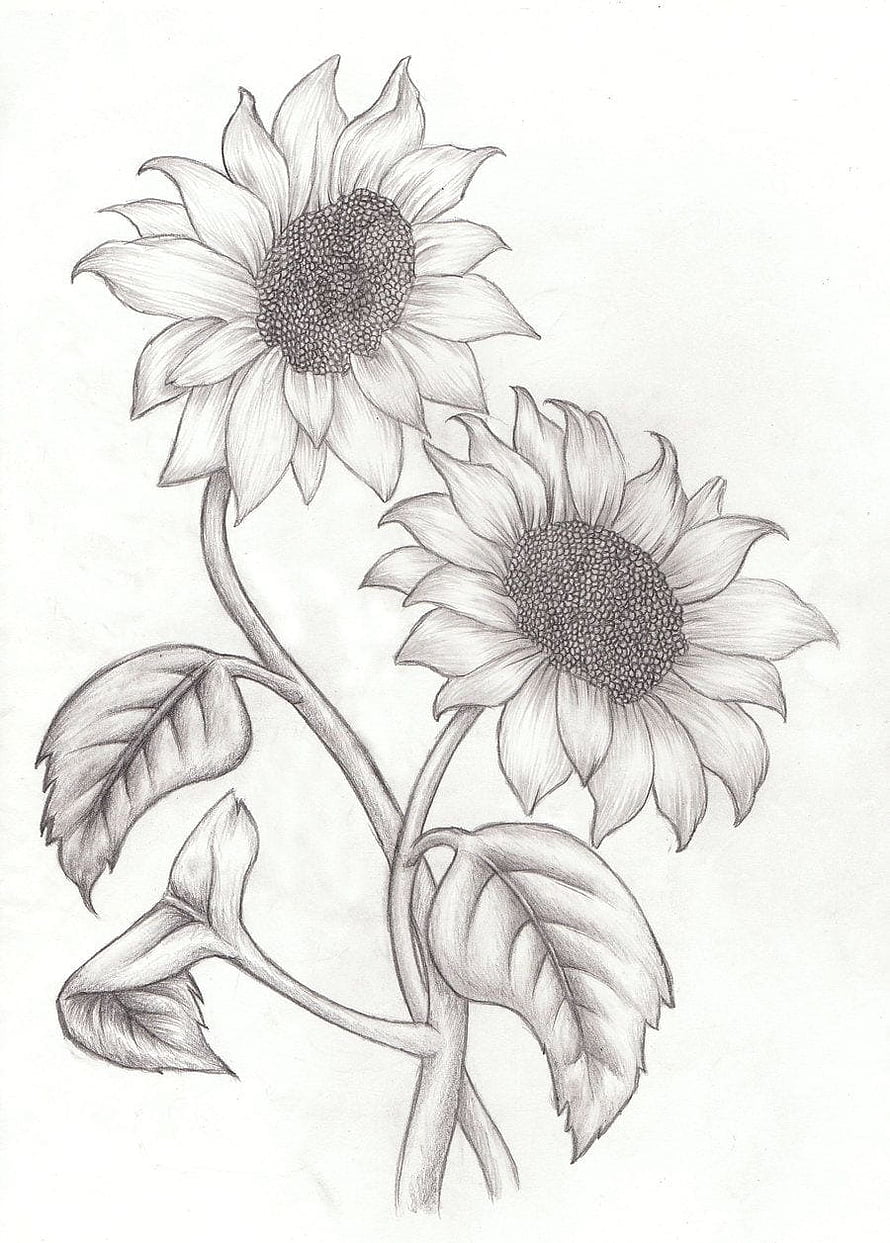 Realistic Pencil Sketch of Two Sunflowers with Detailed Leaves and Stems HD phone wallpaper