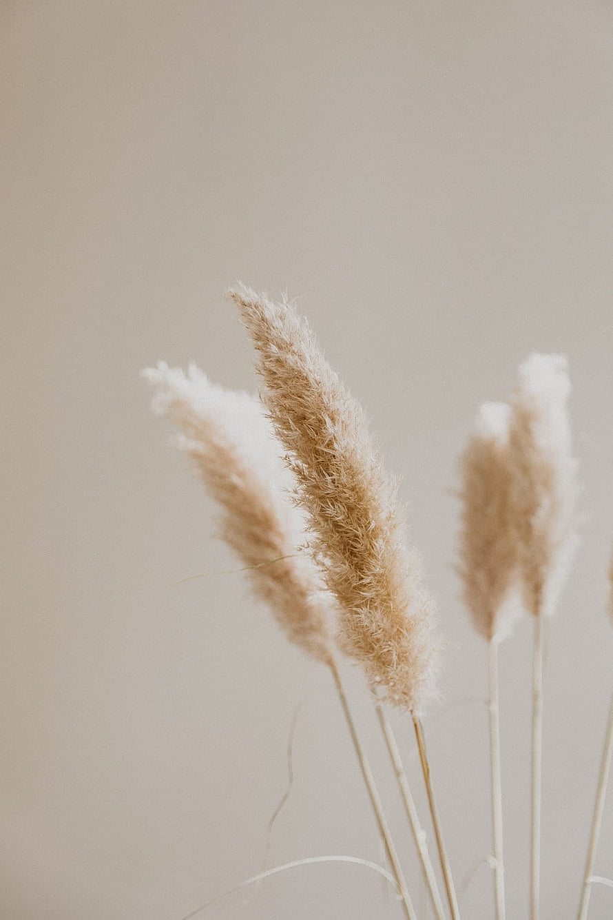 Soft Beige Pampas Grass Stems Against a Minimalist Neutral Background HD phone wallpaper