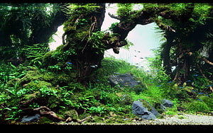 Lush Aquascape Forest with Mossy Driftwood and Small Fish HD wallpaper