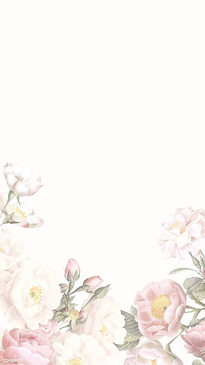 Soft Pink and White Watercolor Rose Floral Border on White Background HD phone wallpaper