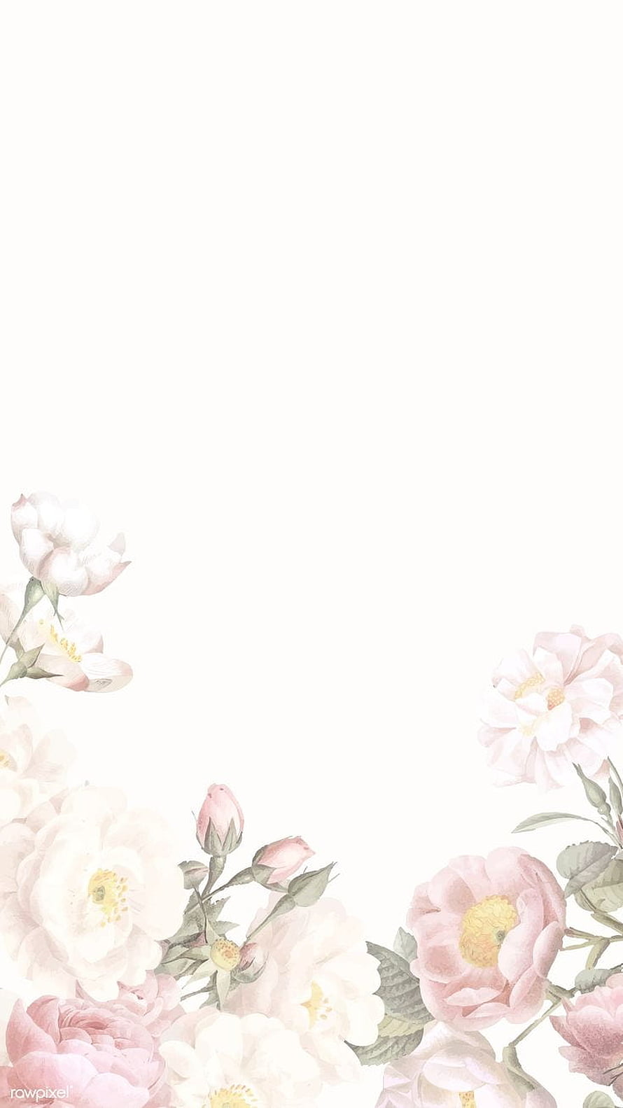 Soft Pink and White Watercolor Rose Floral Border on White Background HD phone wallpaper