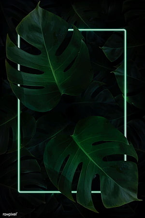 Dark Monstera Leaves with Glowing Green Neon Rectangle Frame HD phone wallpaper