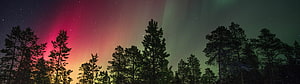 Vibrant Aurora Borealis Displaying Pink and Green Lights Over a Dark Pine Forest Silhouette HD wallpaper