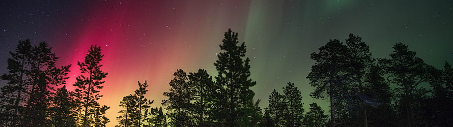 Vibrant Aurora Borealis Displaying Pink and Green Lights Over a Dark Pine Forest Silhouette HD wallpaper