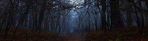 Misty Autumn Forest Path with Bare Trees and Fallen Leaves HD wallpaper