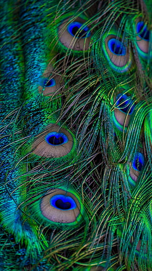 Vibrant Close-Up of Peacock Feathers with Emerald Green and Sapphire Blue Ocelli HD phone wallpaper