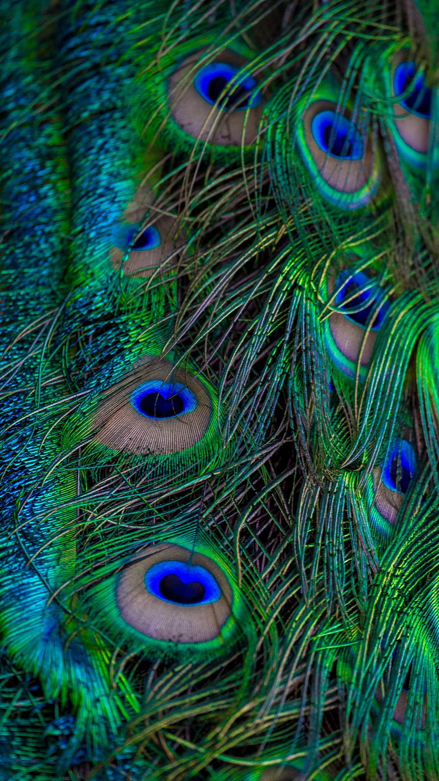 Vibrant Close-Up of Peacock Feathers with Emerald Green and Sapphire Blue Ocelli HD phone wallpaper